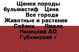 Щенки породы бульмастиф › Цена ­ 25 000 - Все города Животные и растения » Собаки   . Ямало-Ненецкий АО,Губкинский г.